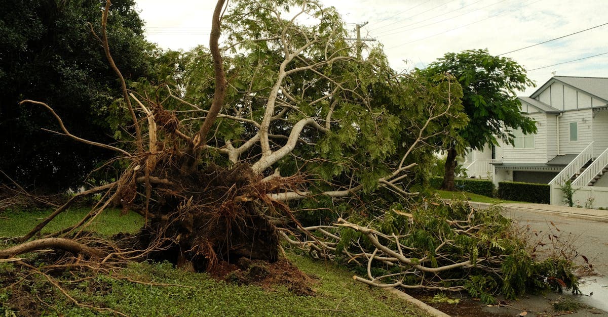 Cover Image for Neighbor's Tree Falls on Your Property: Who Pays?